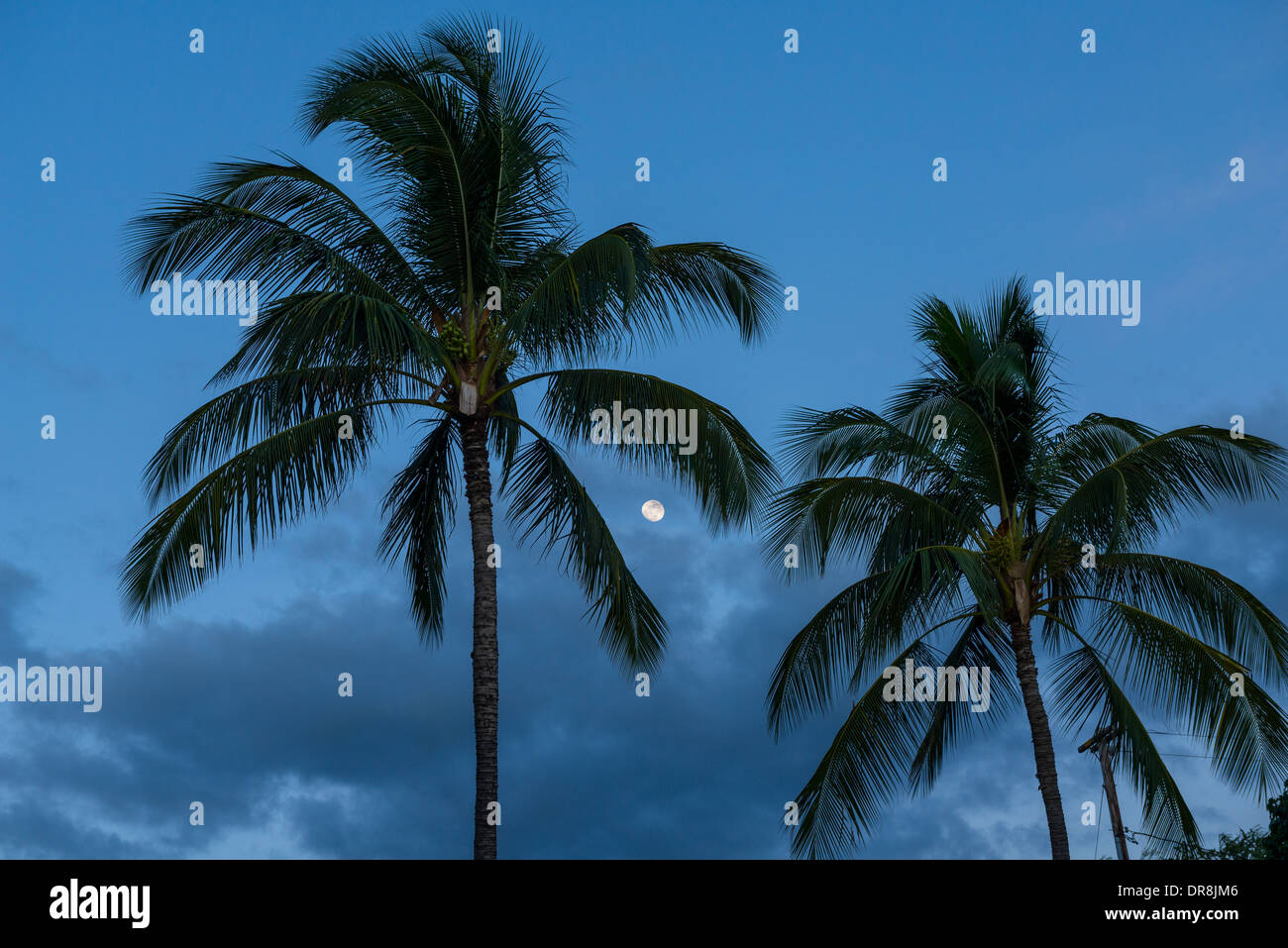 Beautiful coconut palm trees found on Maui, Hawaii Stock Photo Alamy