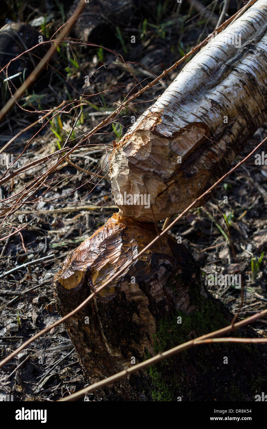 Beaver cutting down a tree Stock Photo