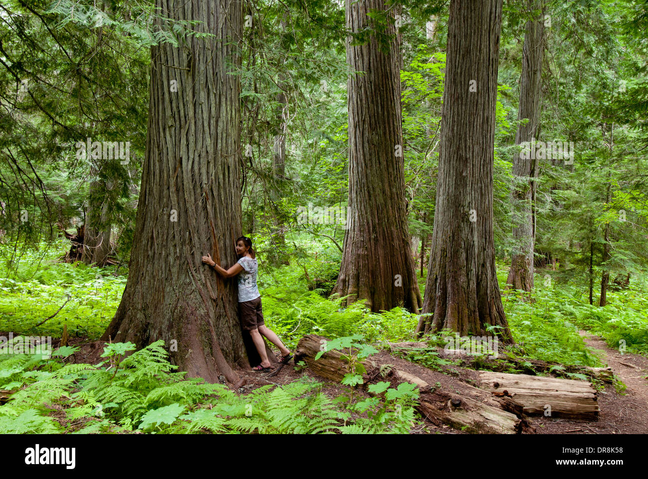 Woman 'hugging' western red cedar in the Roosevelt Grove of Ancient Cedars in northern Idaho near Priest Lake (MR) Stock Photo
