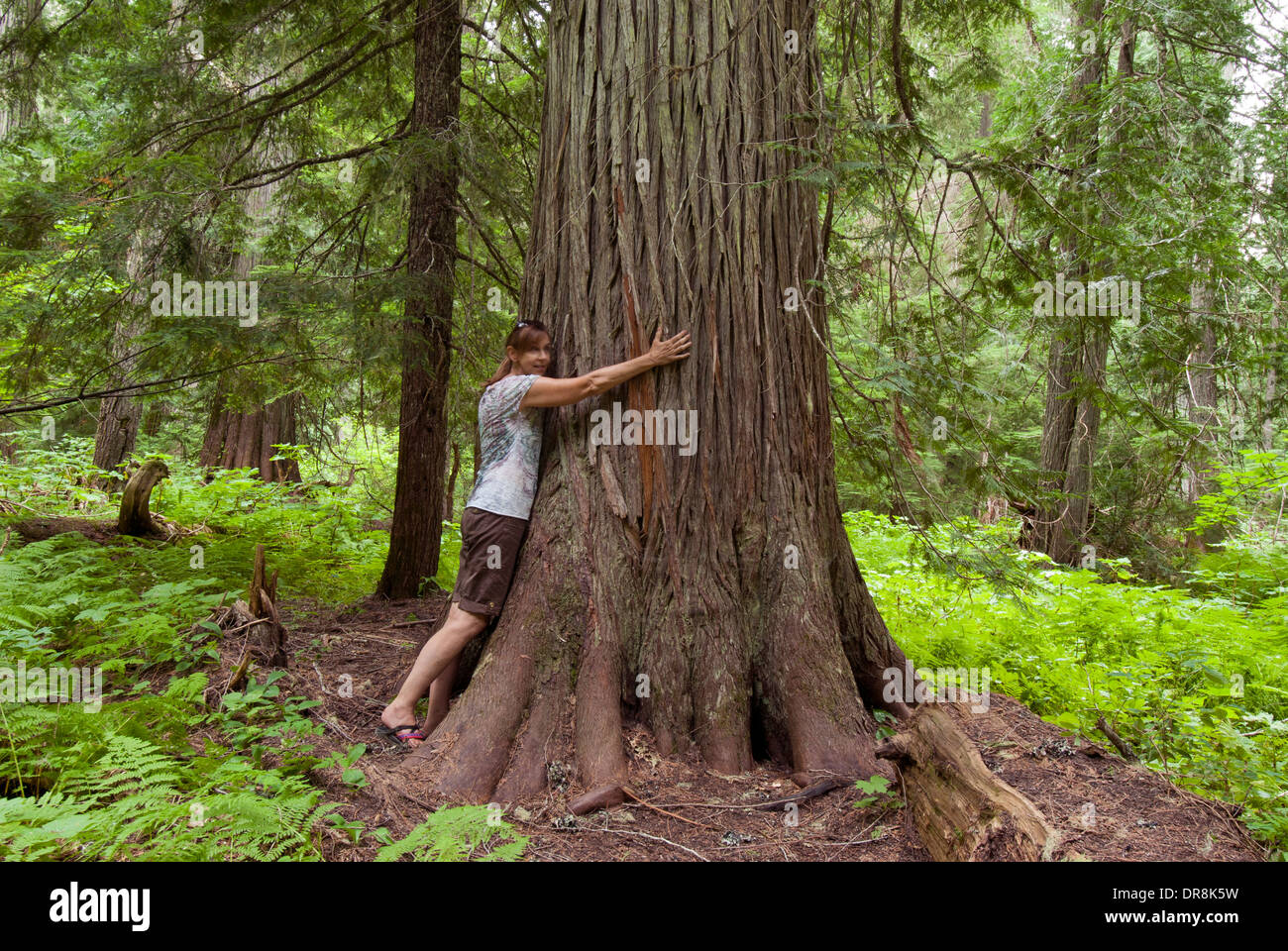 Woman 'hugging' western red cedar in the Roosevelt Grove of Ancient Cedars in northern Idaho near Priest Lake (MR) Stock Photo