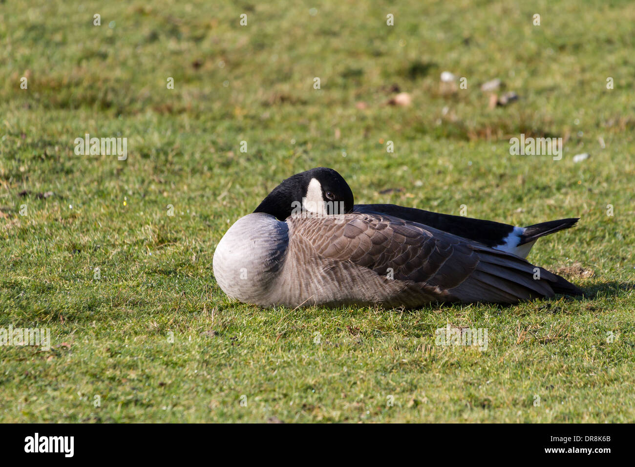 Canada goose queenstown bc discount