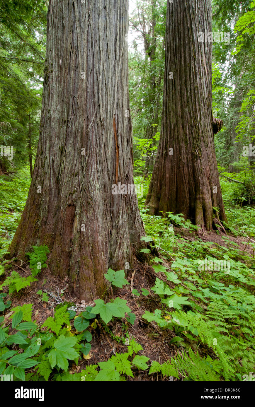 Roosevelt Grove of Ancient Cedars in northern Idaho near Priest Lake Stock Photo