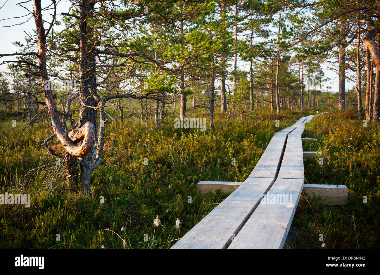Timber boardwalk in forest in marsh or bog in Estonia Stock Photo - Alamy