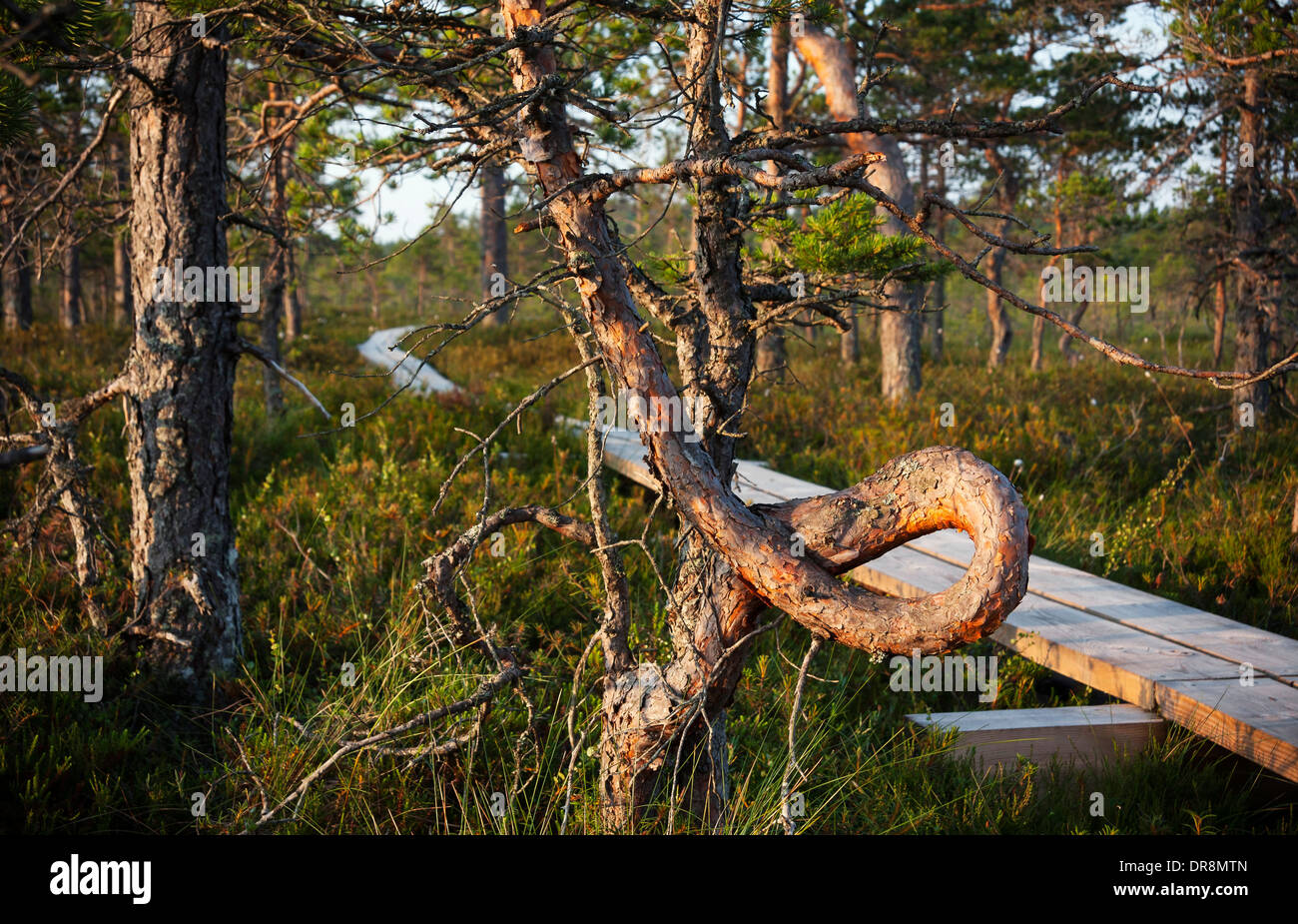 Twirly or twisted pine tree in front of boardwalk in marsh Stock Photo