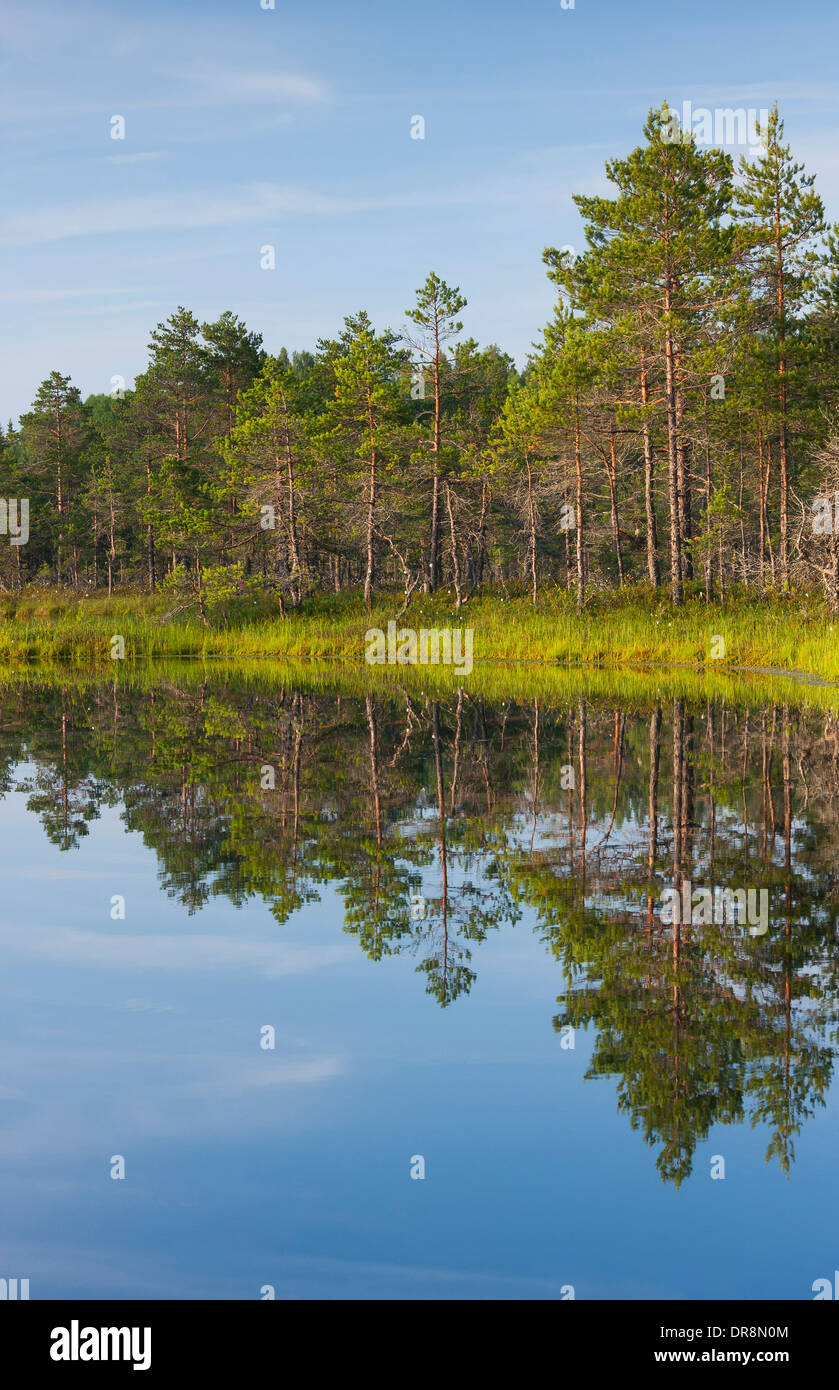 Tree reflections on water and forest Stock Photo - Alamy