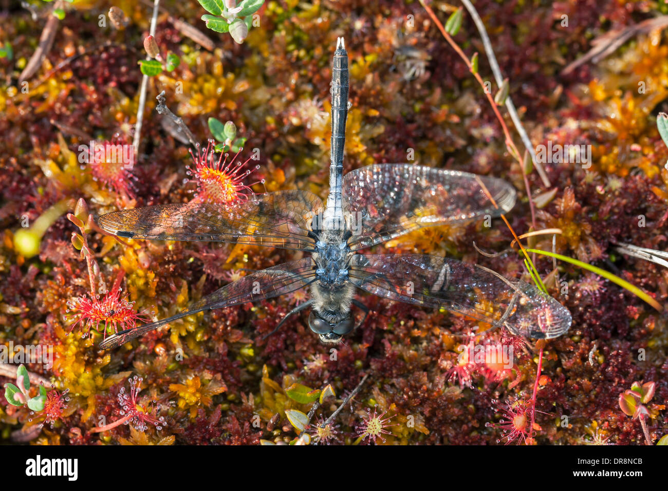 Closeup of a dragonfly stuck on sundew leaves Stock Photo