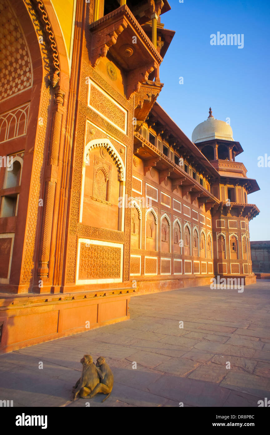 Wild monkeys sitting in front of Agra Fort Stock Photo