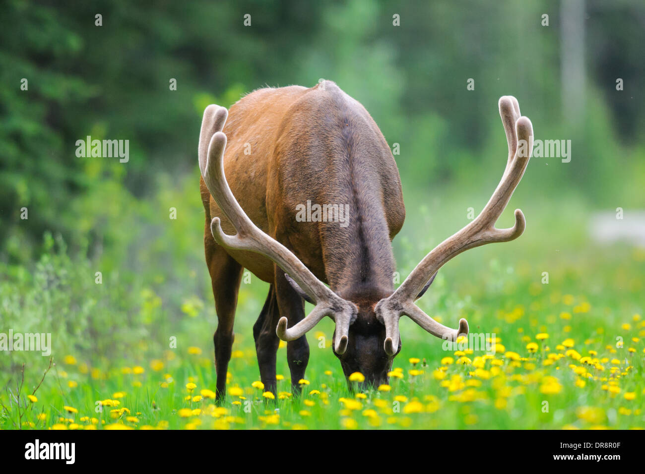 Wild Bull Elk, Banff National Park Alberta Canada Stock Photo