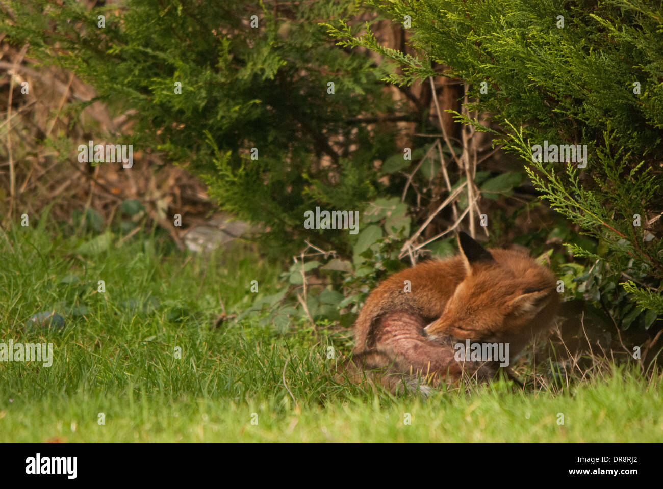 Fox (Vulpes vulpes) with skin affliction in a back garden. Stock Photo