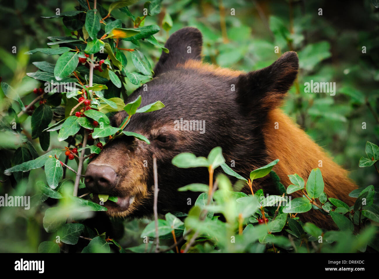 Cinnamon coloured Black Bear feeding on berries, Kananaskis Country Alberta Canada Stock Photo