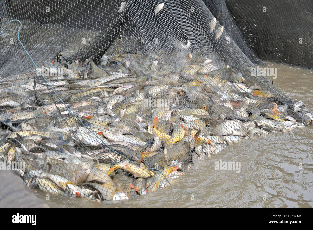 Unsorted Fish in a fishing nets Stock Photo