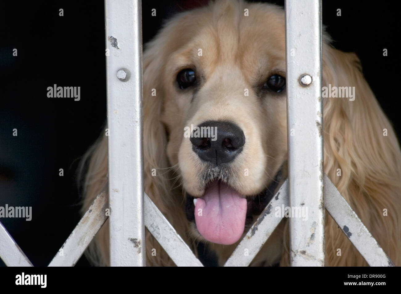 A dog is looking through a wire fence at a house on a city street in Khon Kaen, Thailand. Stock Photo