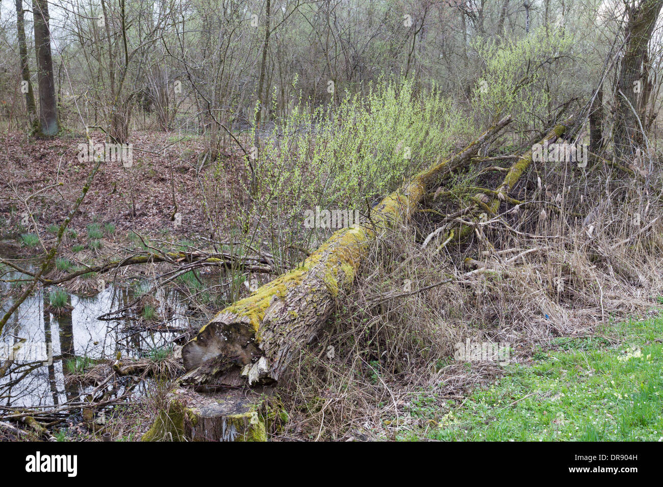 Tree of Life old shoots fresh green bright green young Stock Photo