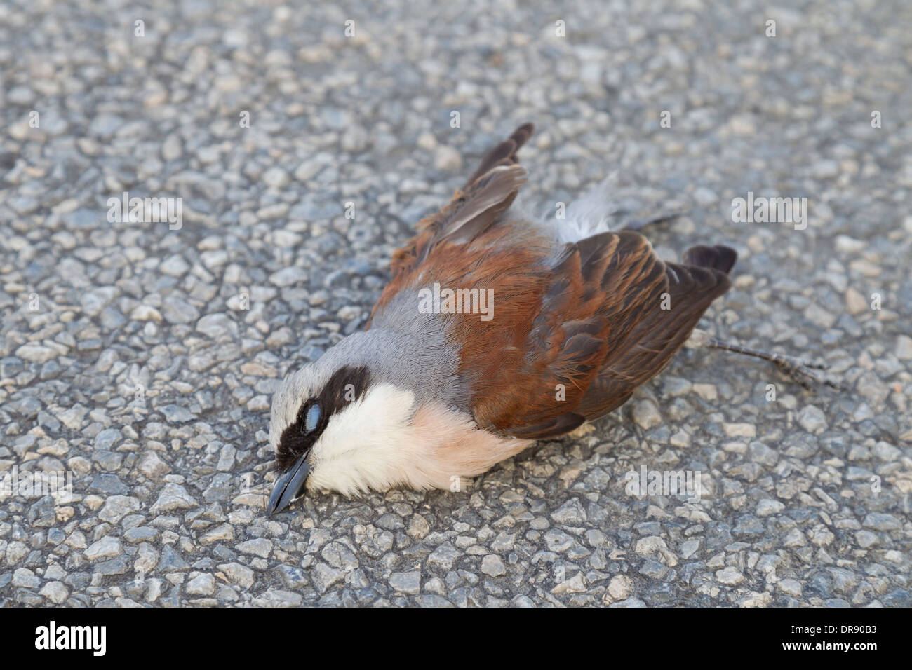 dead bird on street Neuntoeter  Red backed Shrike Red-backed Shrike lanius collurio Stock Photo