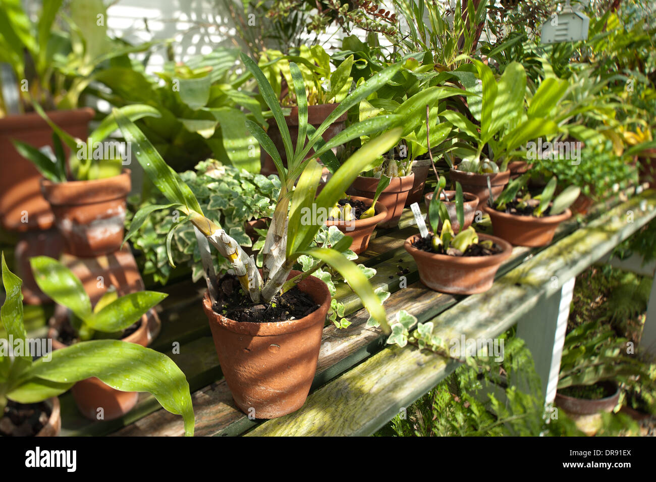 slightly diffused lighting inside a greenhouse slatted blinds shadows on work bench top tropical ferns orchids in clay flowerpot Stock Photo