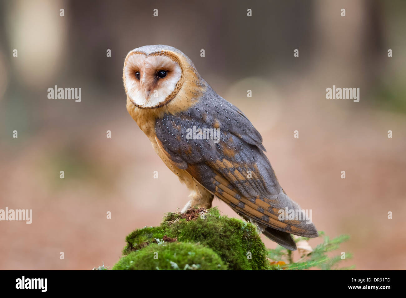 Common Barn Owl Tyto alba Schleiereule Stock Photo