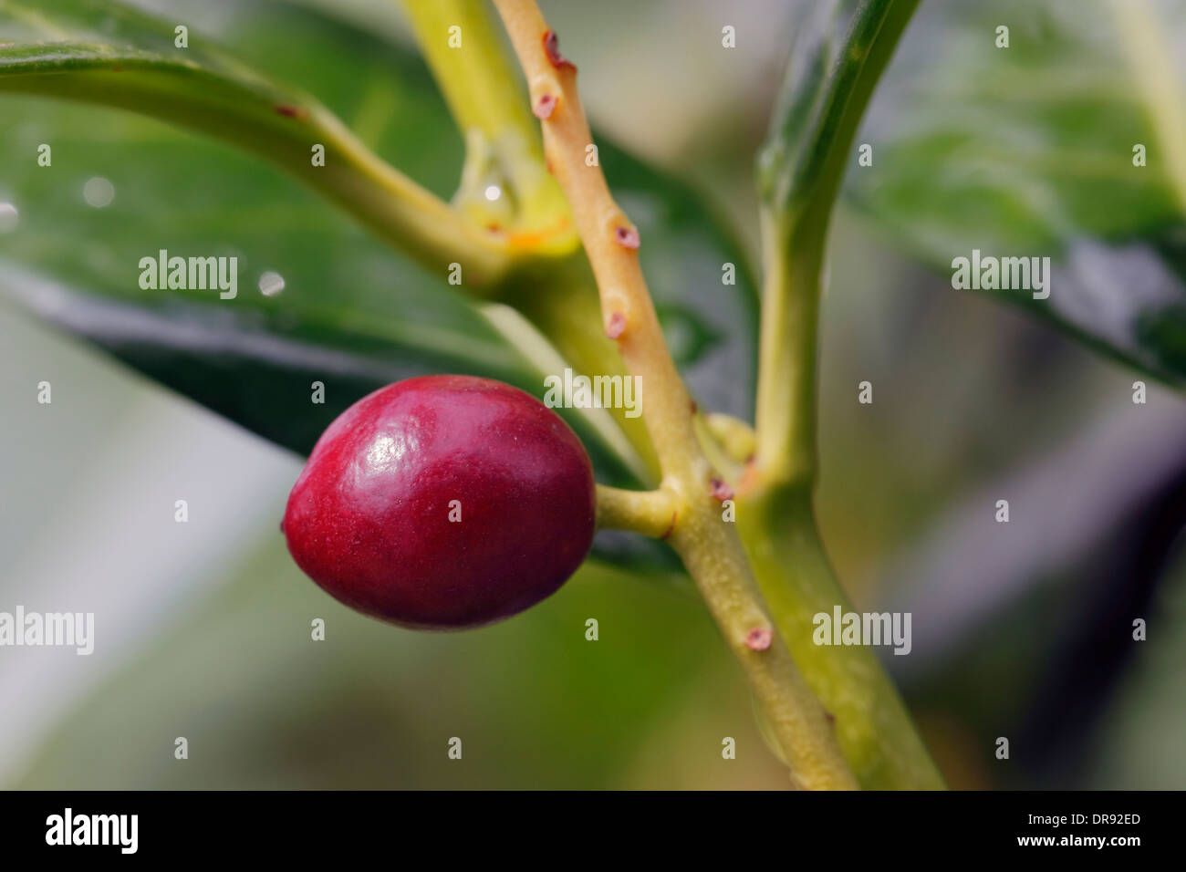 cherry laurel tree, berry, detail Stock Photo