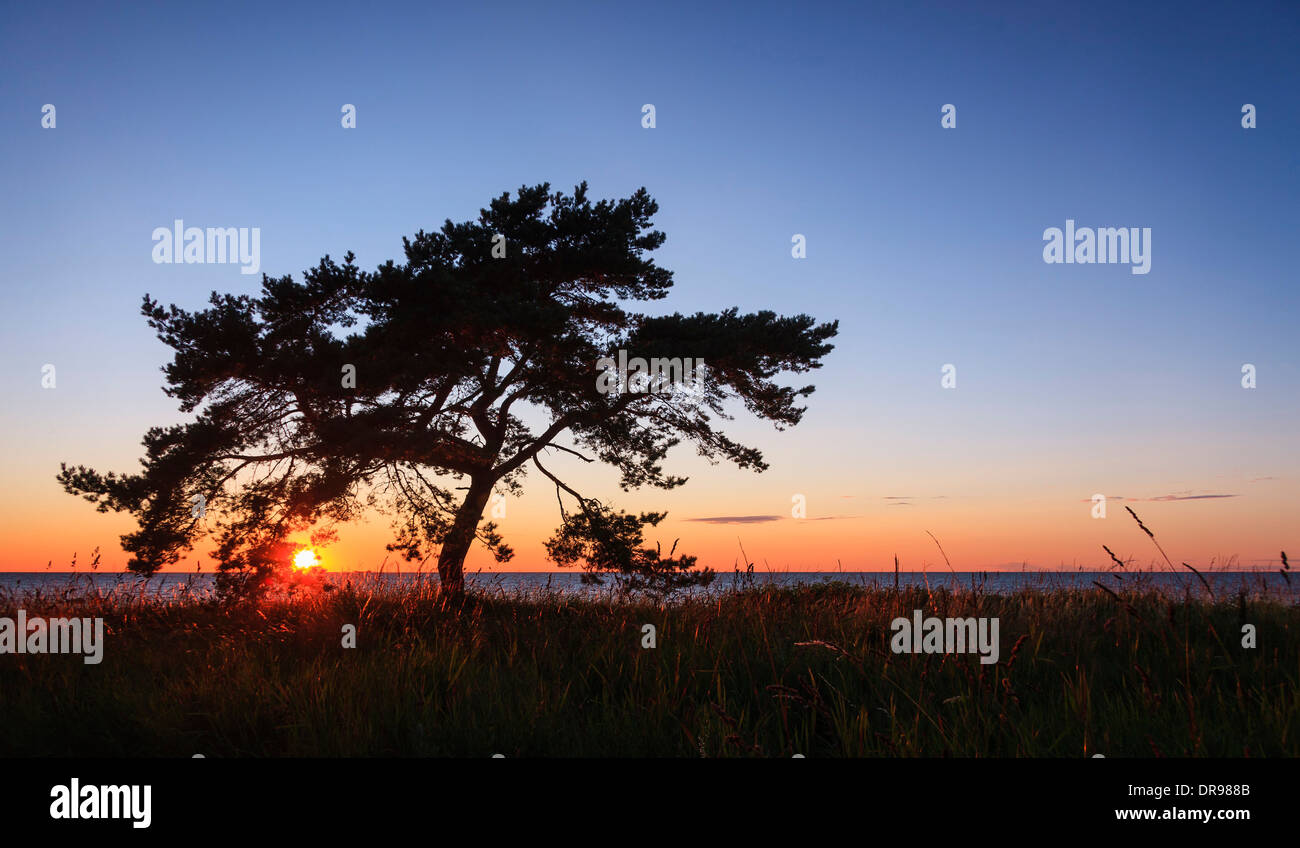 Pine tree at sunset hi-res stock photography and images - Alamy