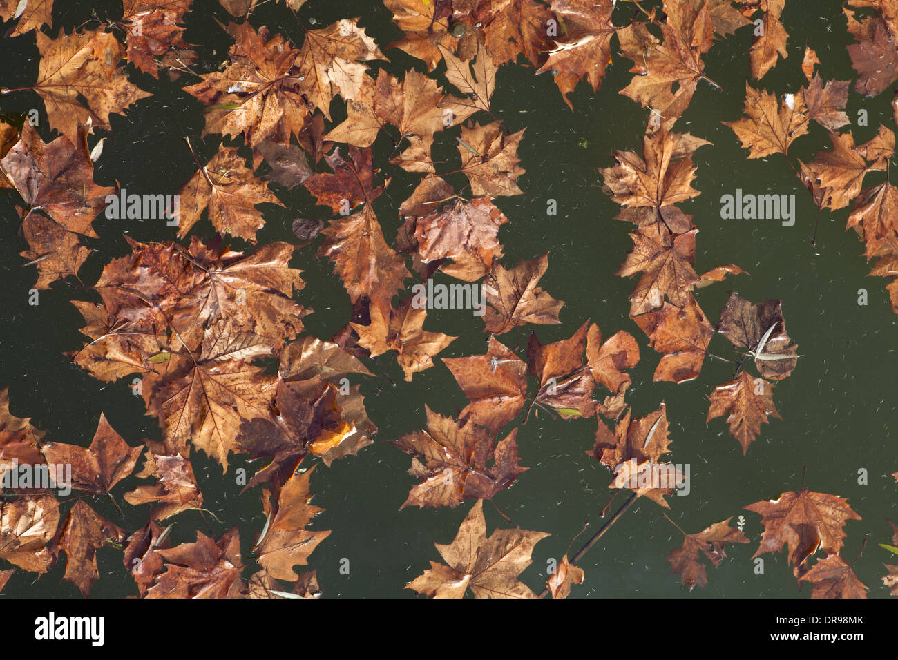 Faded maple leaves floating on water Stock Photo