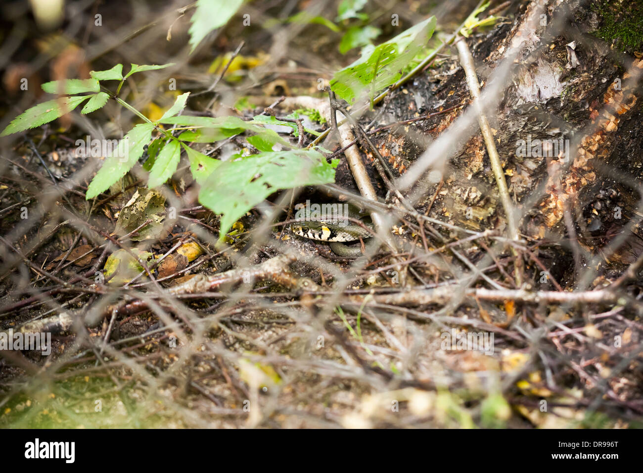 Grass snake or ringed snaked at tree base behind a grid Stock Photo
