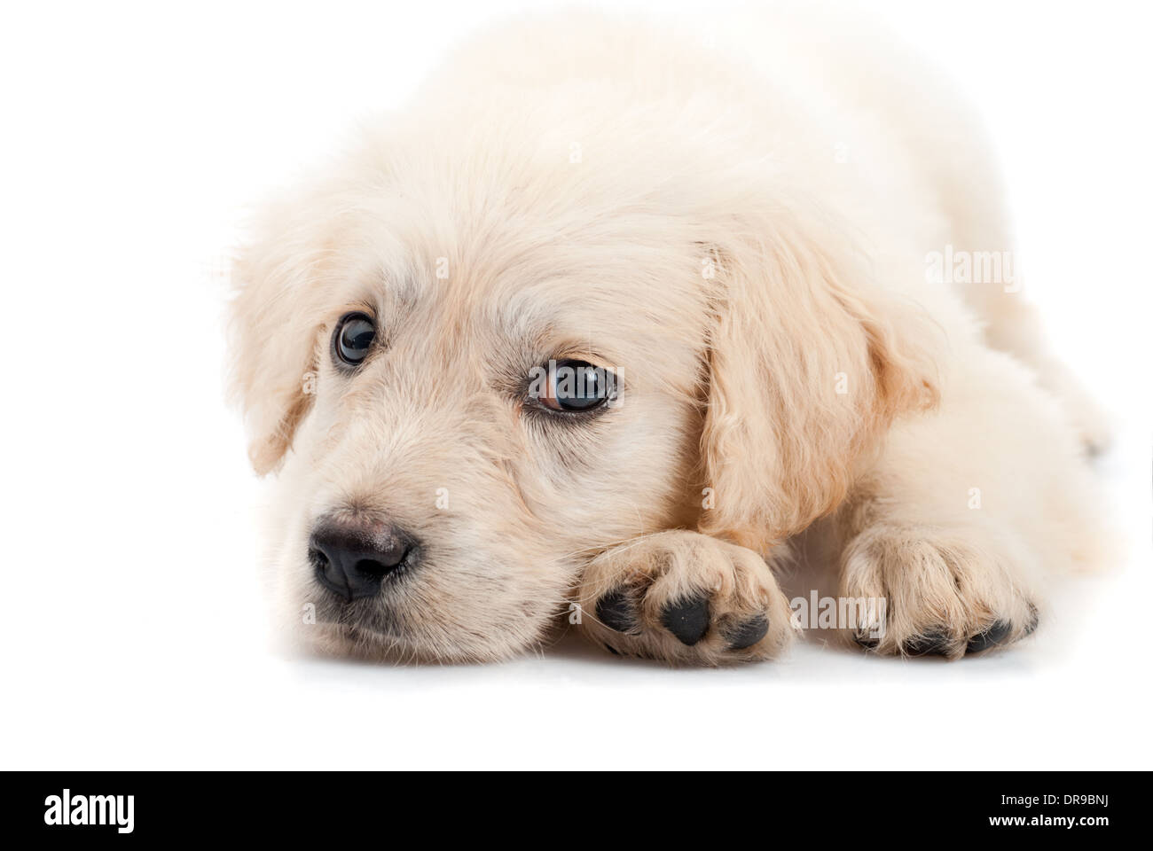 Golden retriever puppy isolated on white background Stock Photo - Alamy