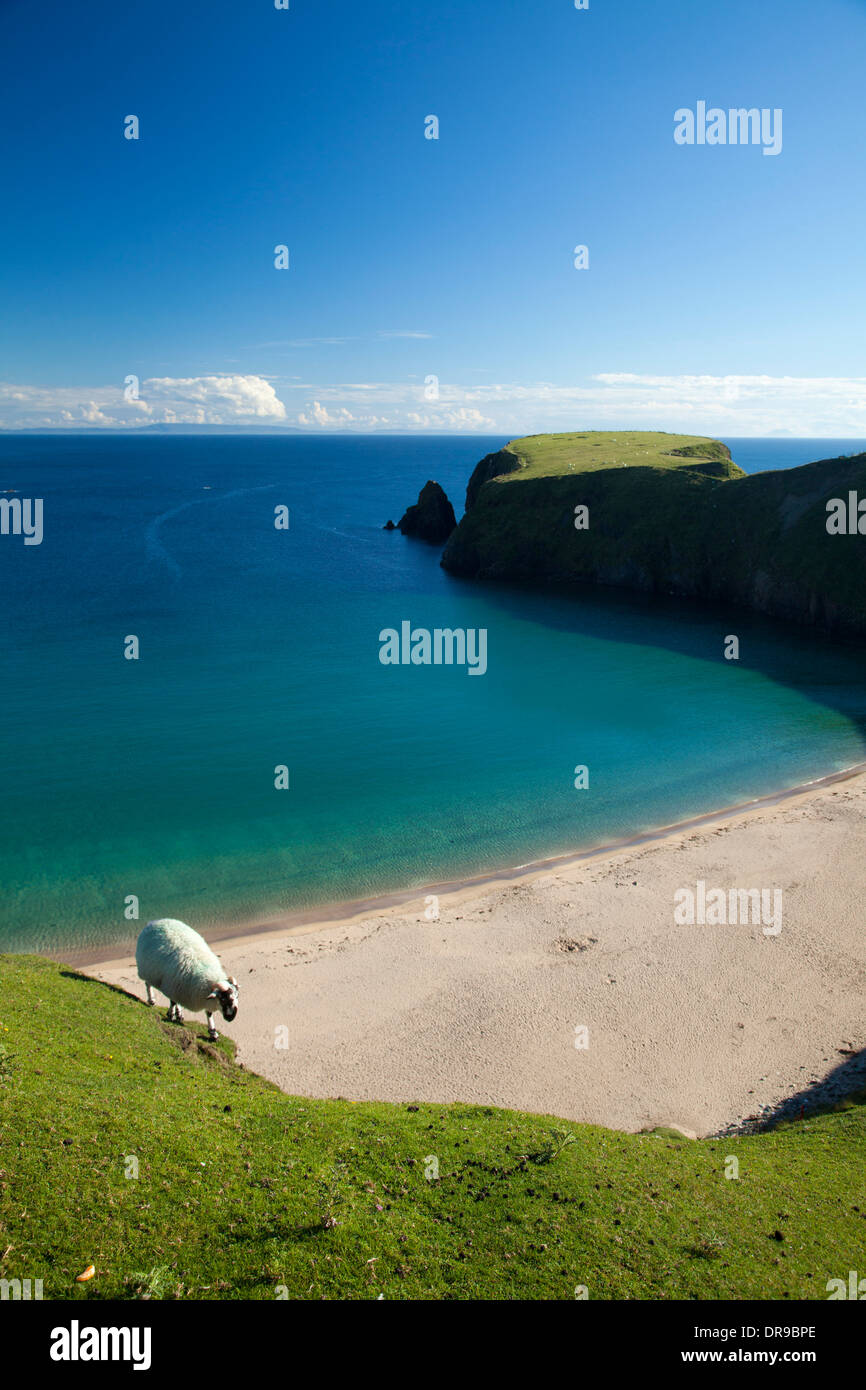 Sheep grazing above the sandy cove of Traban, Malin Beg, County Donegal, Ireland. Stock Photo