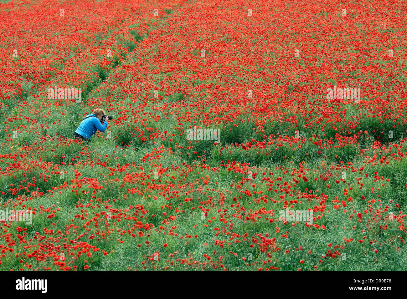 Woman photographing poppies which have invaded a field of rapeseed growing near Brighton. Stock Photo
