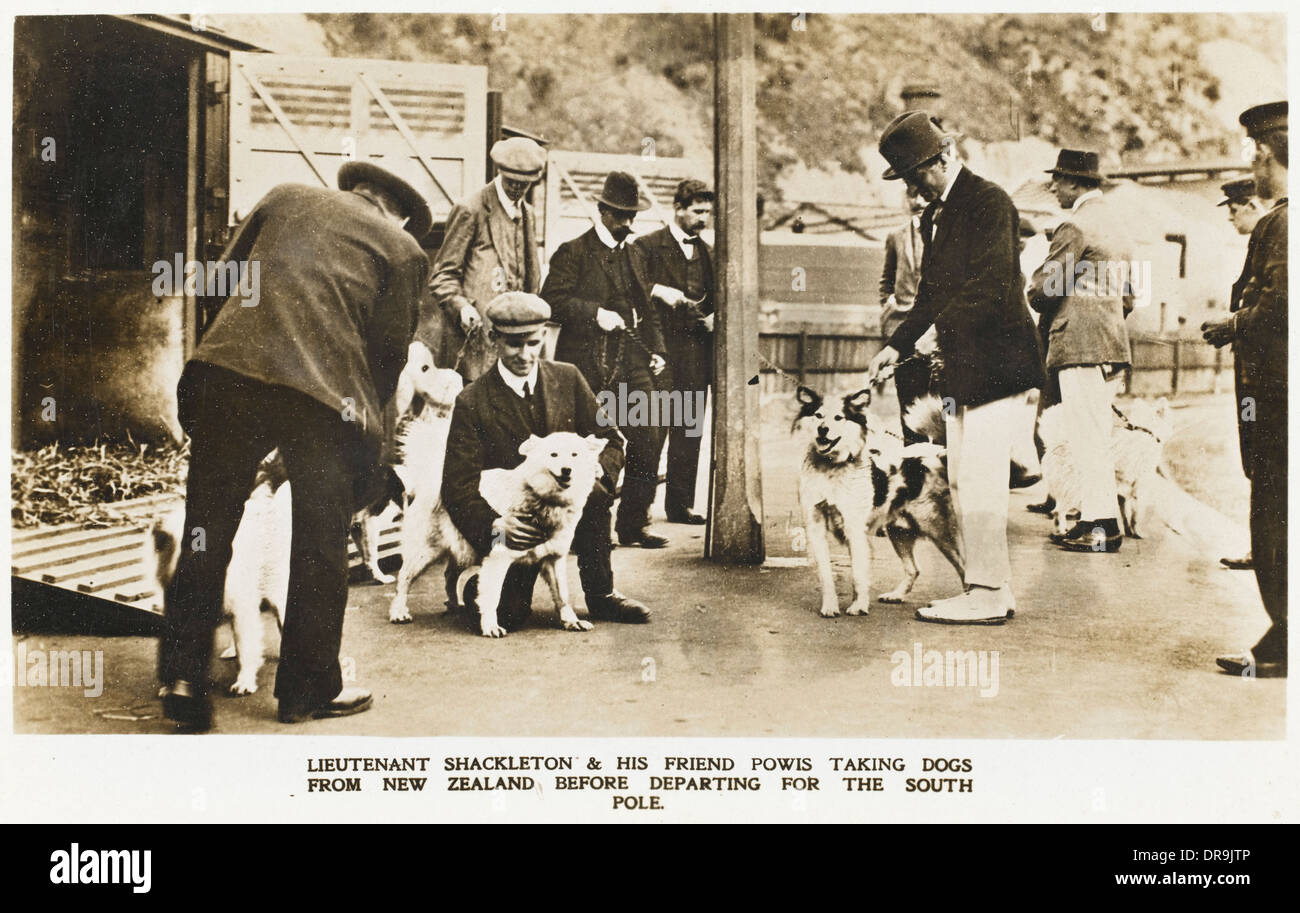 Shackleton selects dogs in New Zealand Stock Photo