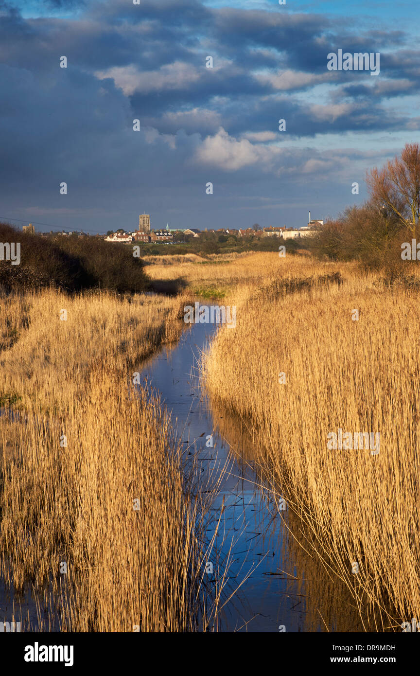 Sedge growing by dyke at Southwold Harbour with Southwold in distance. Suffolk, England. Stock Photo