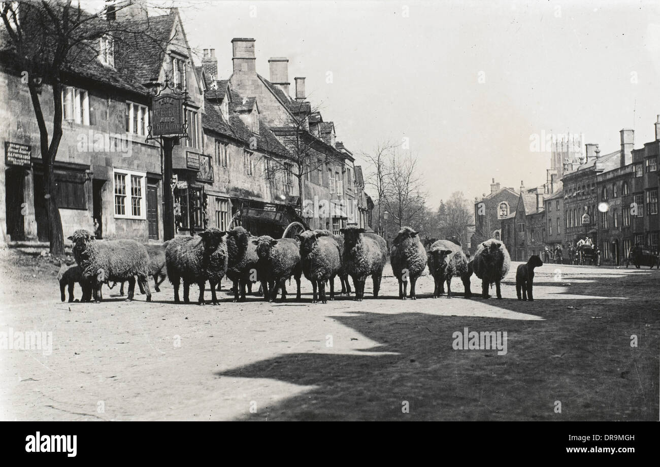 Chipping Campden, Cotswolds - Sheep Stock Photo