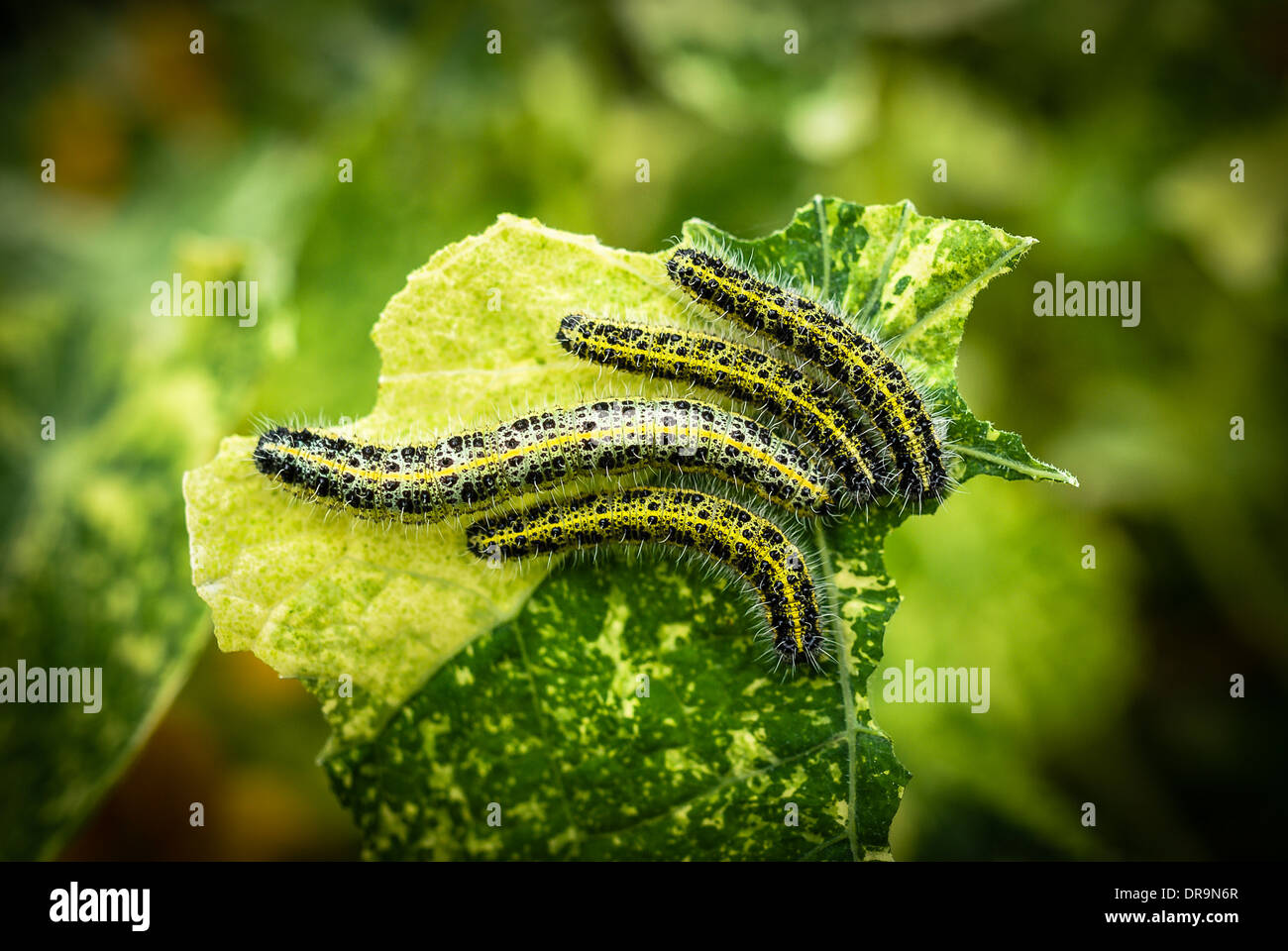 Caterpillars eating nasturtium 'Alaska' leaves Stock Photo