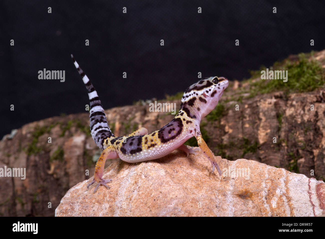 leopard gecko (Eublepharis macularius) Stock Photo