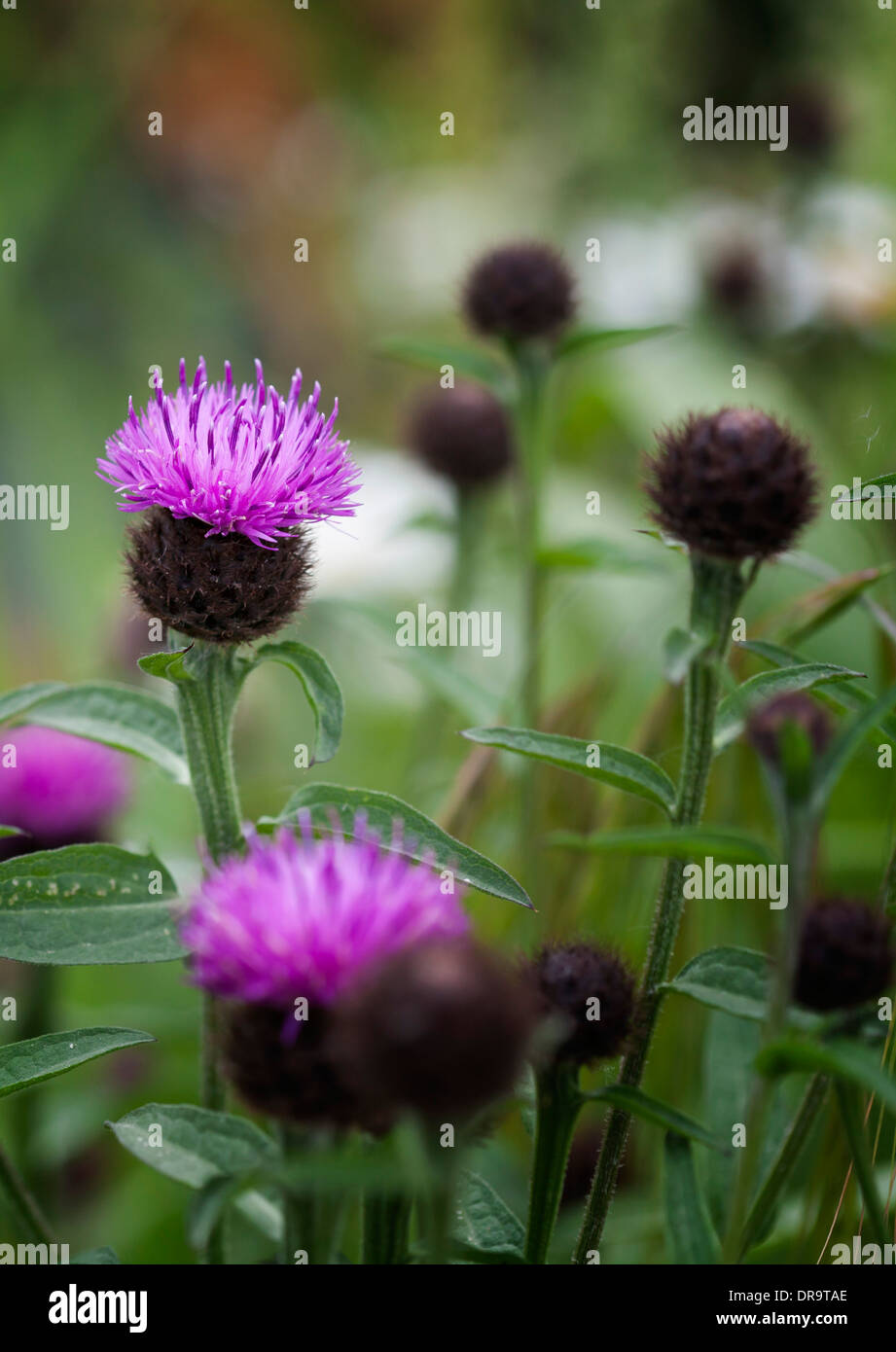 Common Knapweed flowers Stock Photo