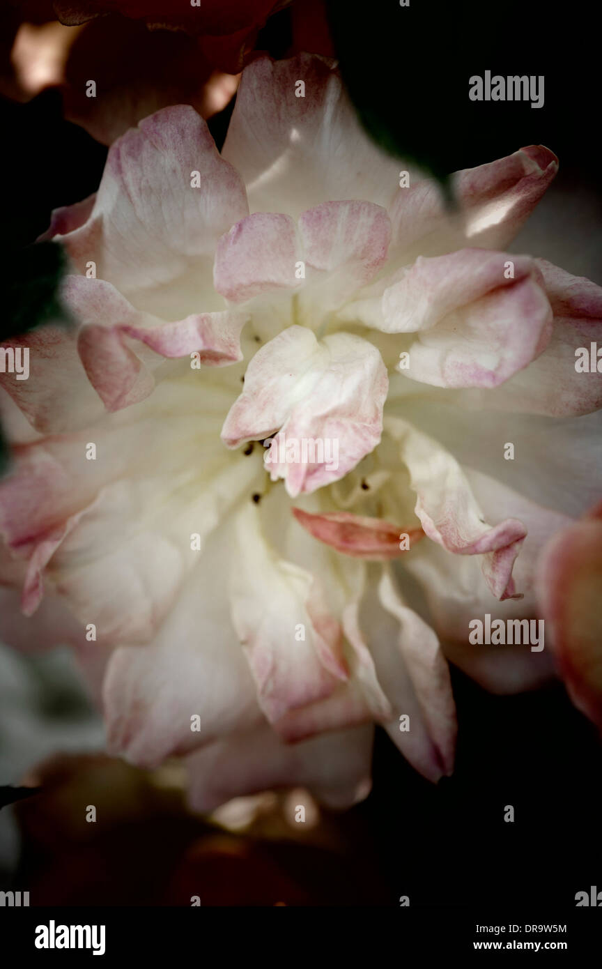 Fading rose flower Stock Photo Alamy