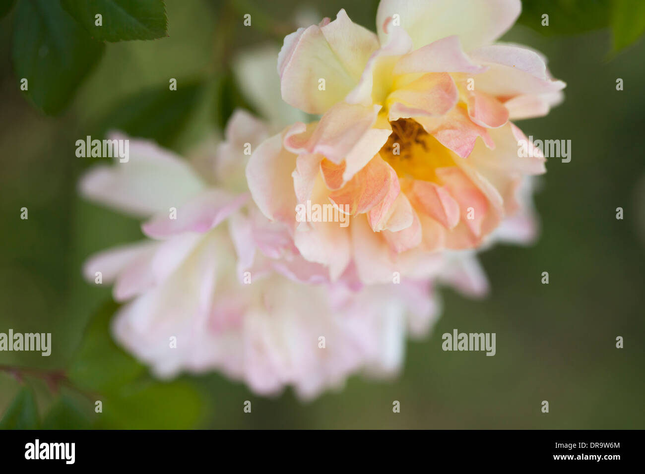 Fading rose hi-res stock photography and images - Alamy