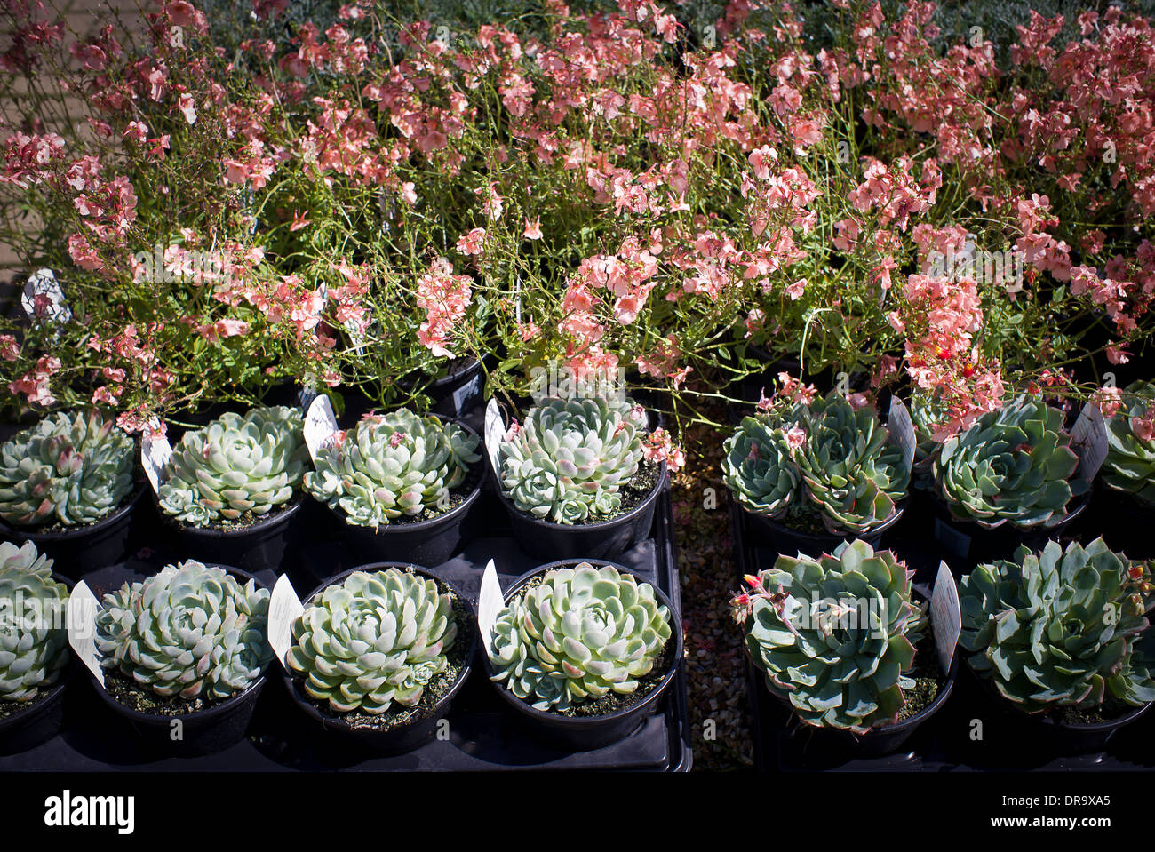 Plants including Diascia and Echeveria for sale in garden centre UK Stock Photo