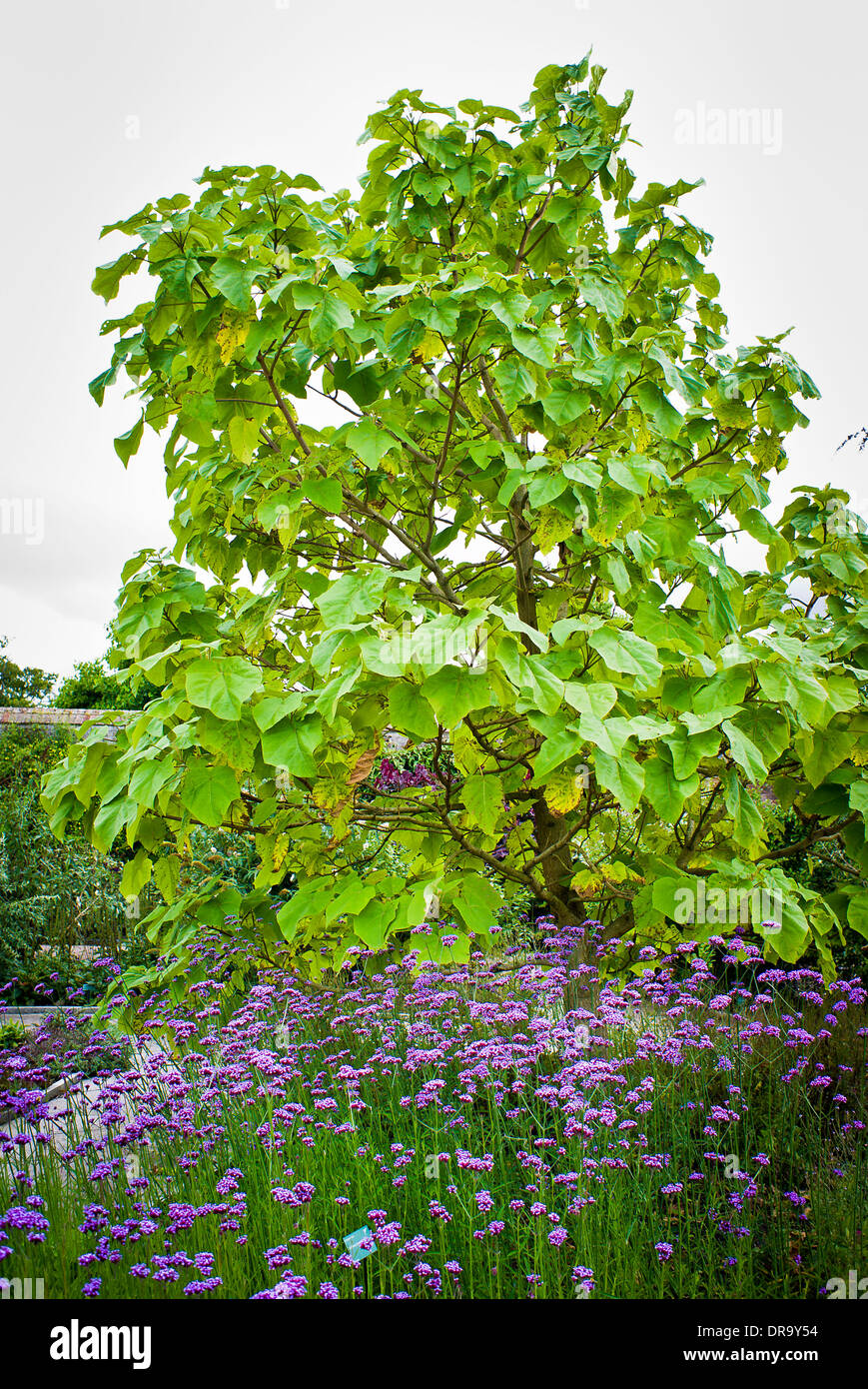 Paulownia tomentosa hi-res stock photography and images - Alamy