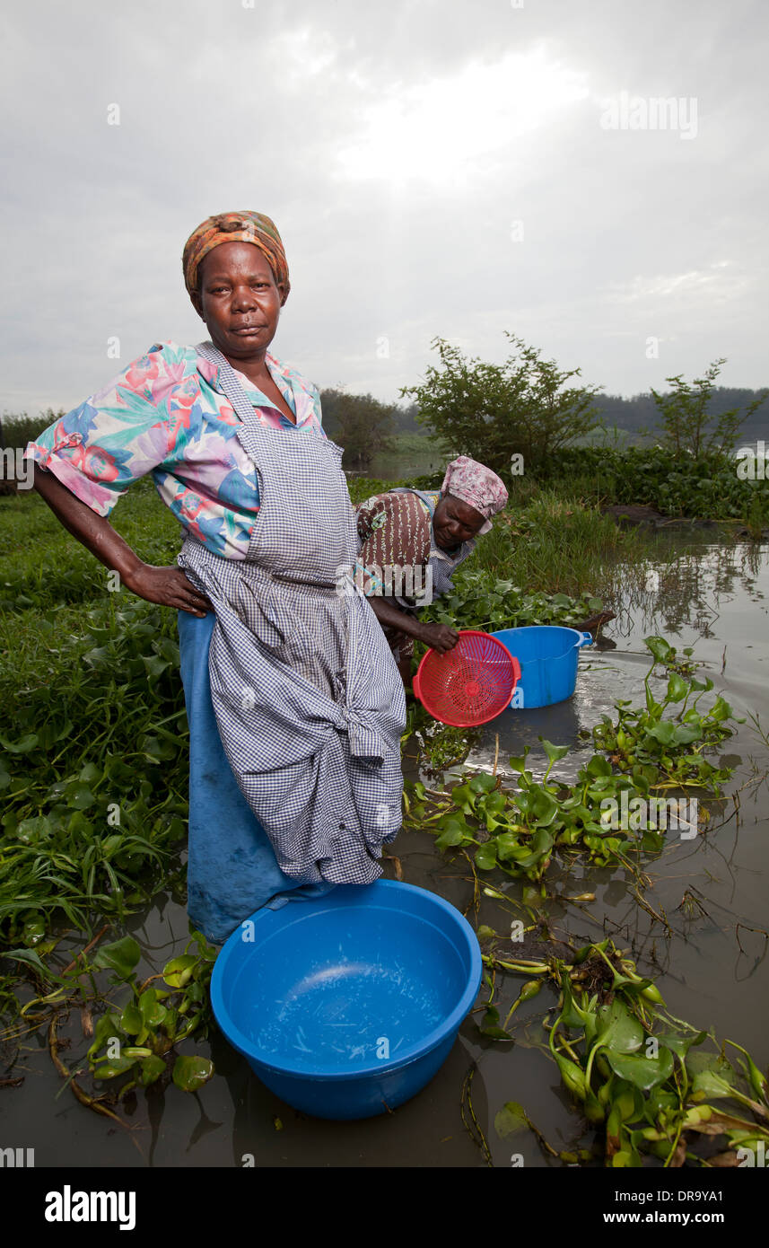 Women collecting water from lake edge, Kisumu region, Lake Victoria, Kenya Stock Photo