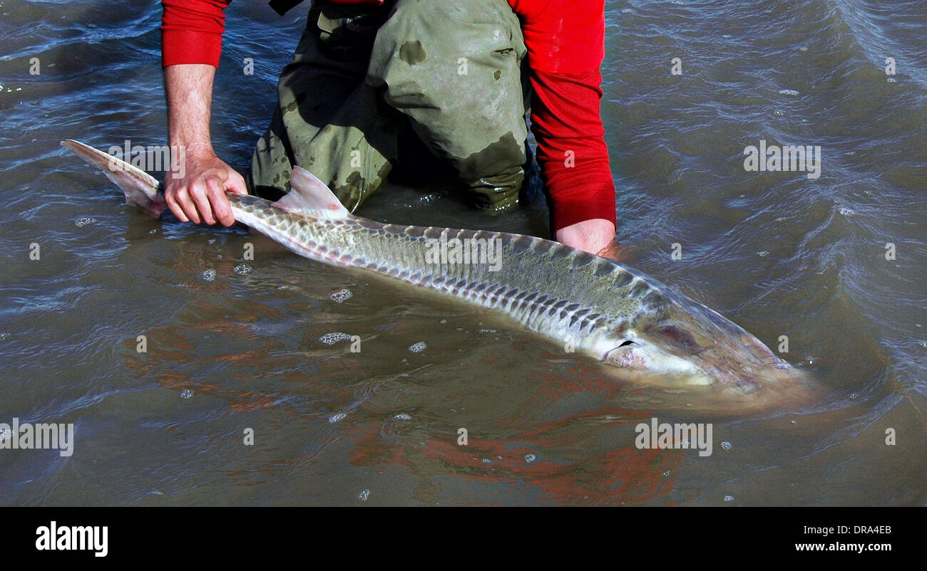 Pallid Sturgeon is released into the upper Missouri River by the Bozeman Fish Technology Center Stock Photo