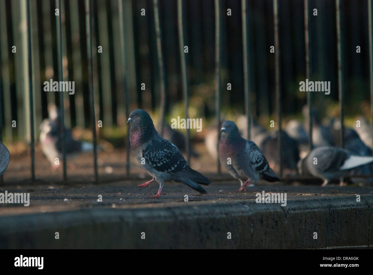 Pigeons looking caged behind railings in a park. Stock Photo