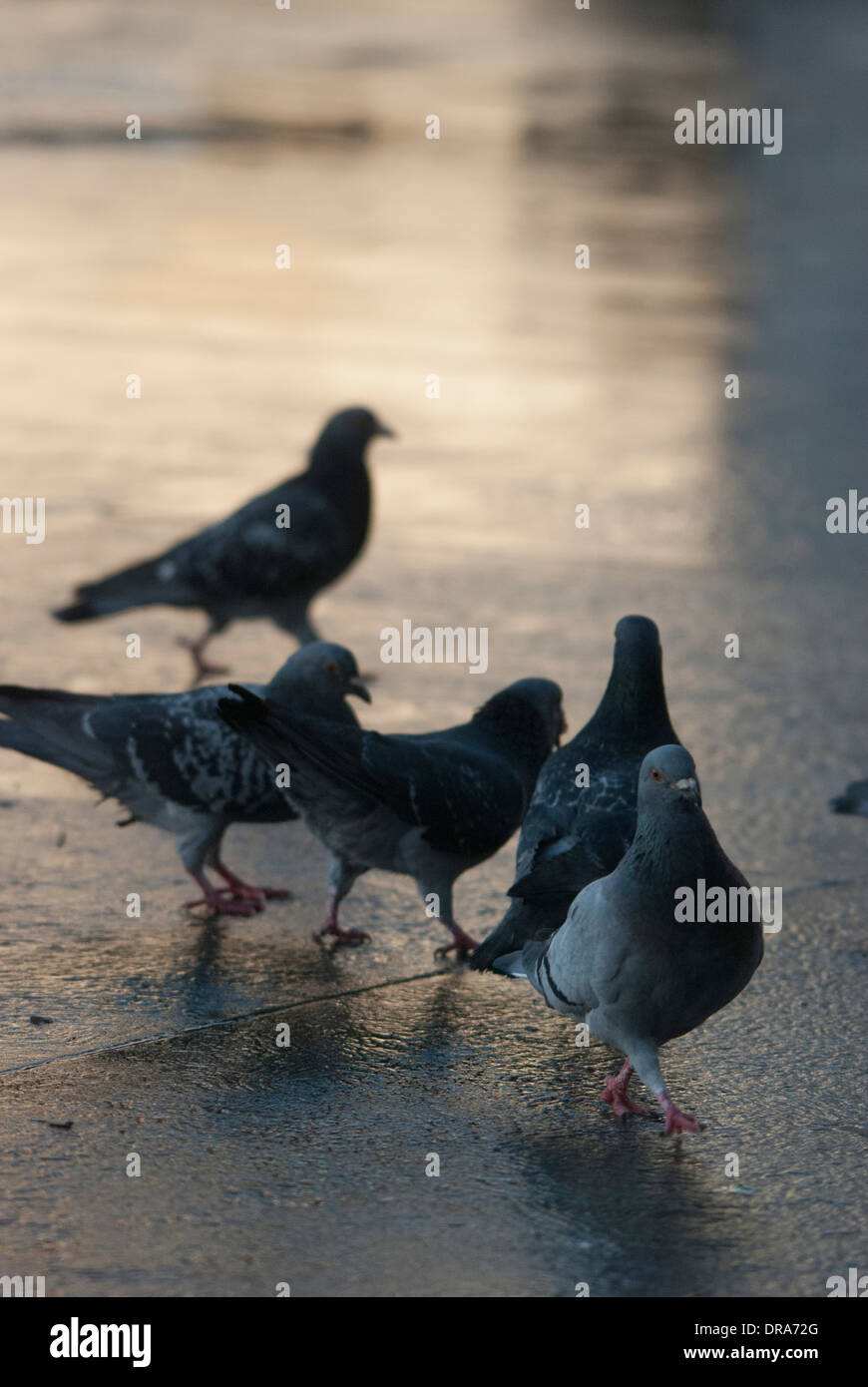 Pigeons being fed on a reflective surface after a short spell of rain in Trafalgar square. Stock Photo