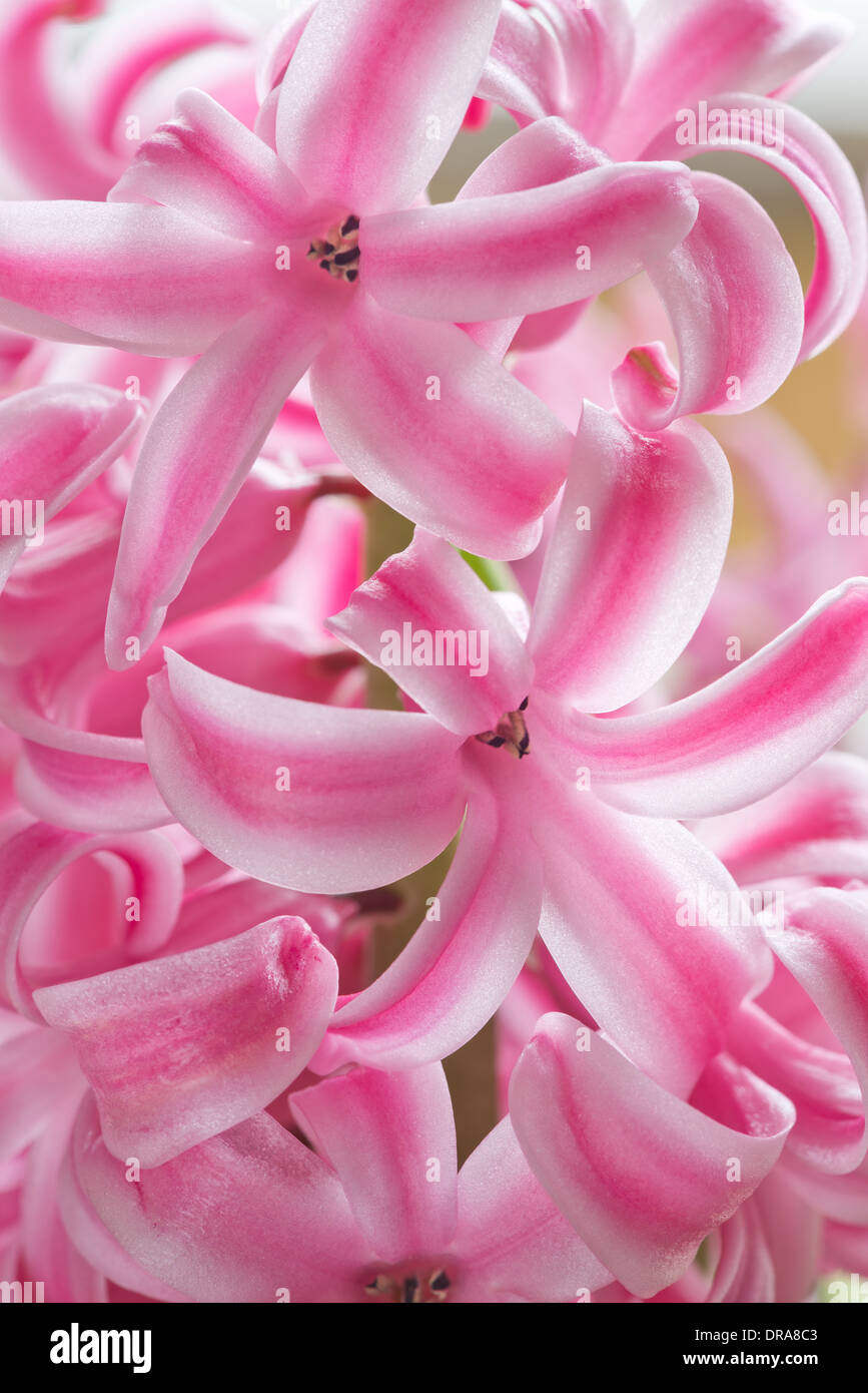 close up details of petals to a candy pink hyacinth a spring flower Stock Photo