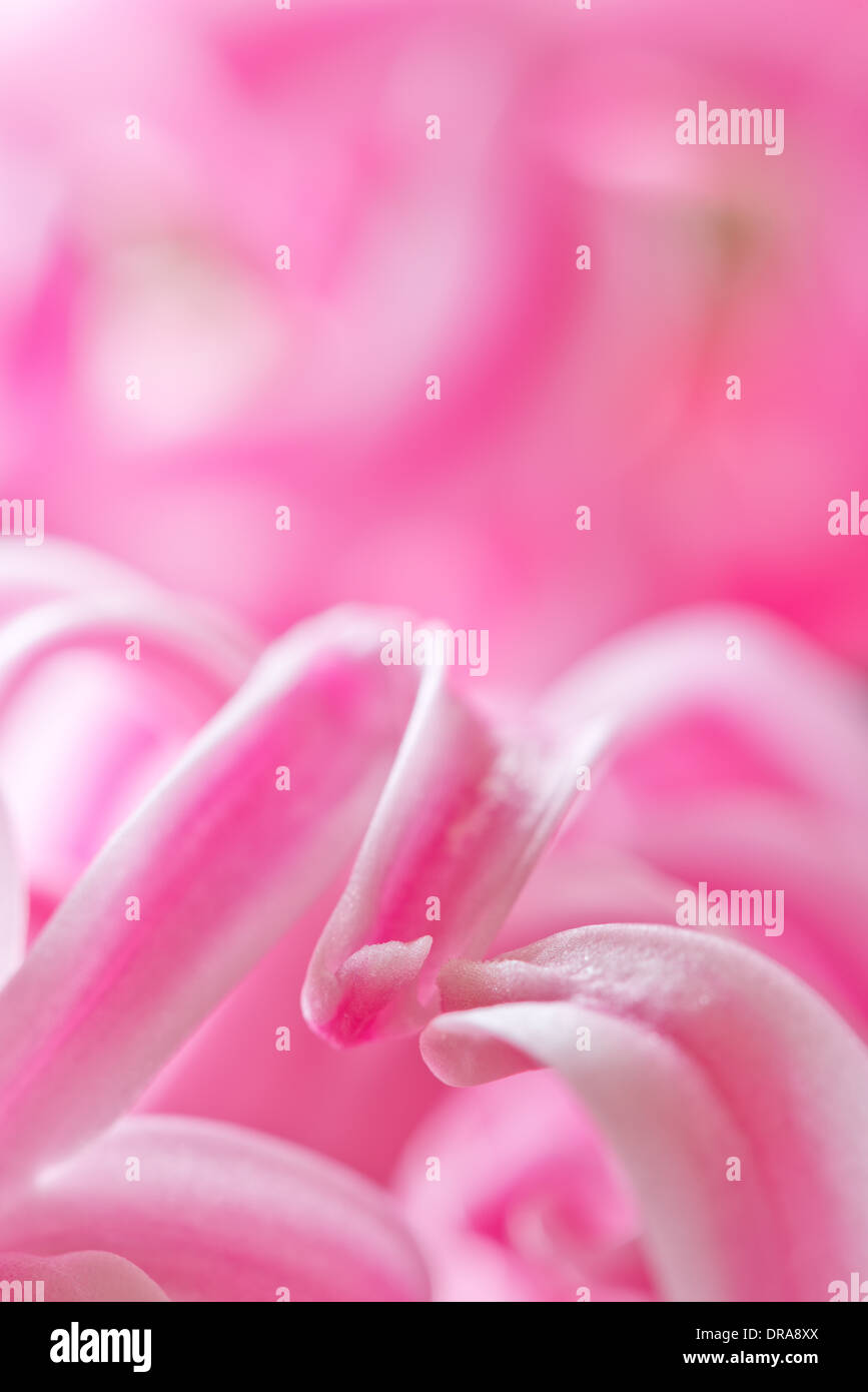 close up details of petals to a candy pink hyacinth a spring flower Stock Photo