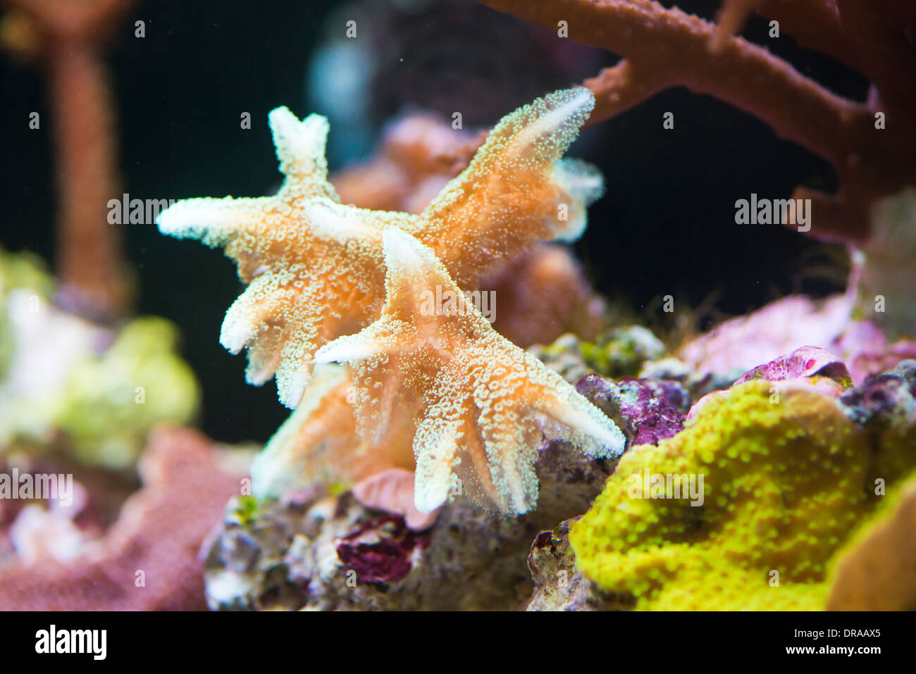 Seriatopora caliendrum - beautiful, colorful coral Stock Photo