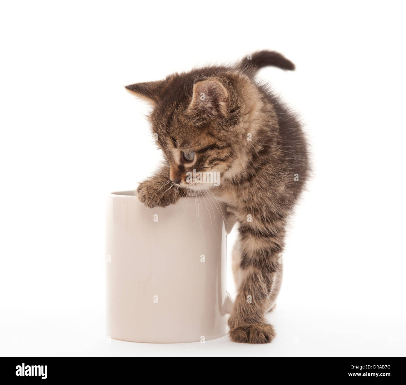 Kitten with coffee cup on white Stock Photo