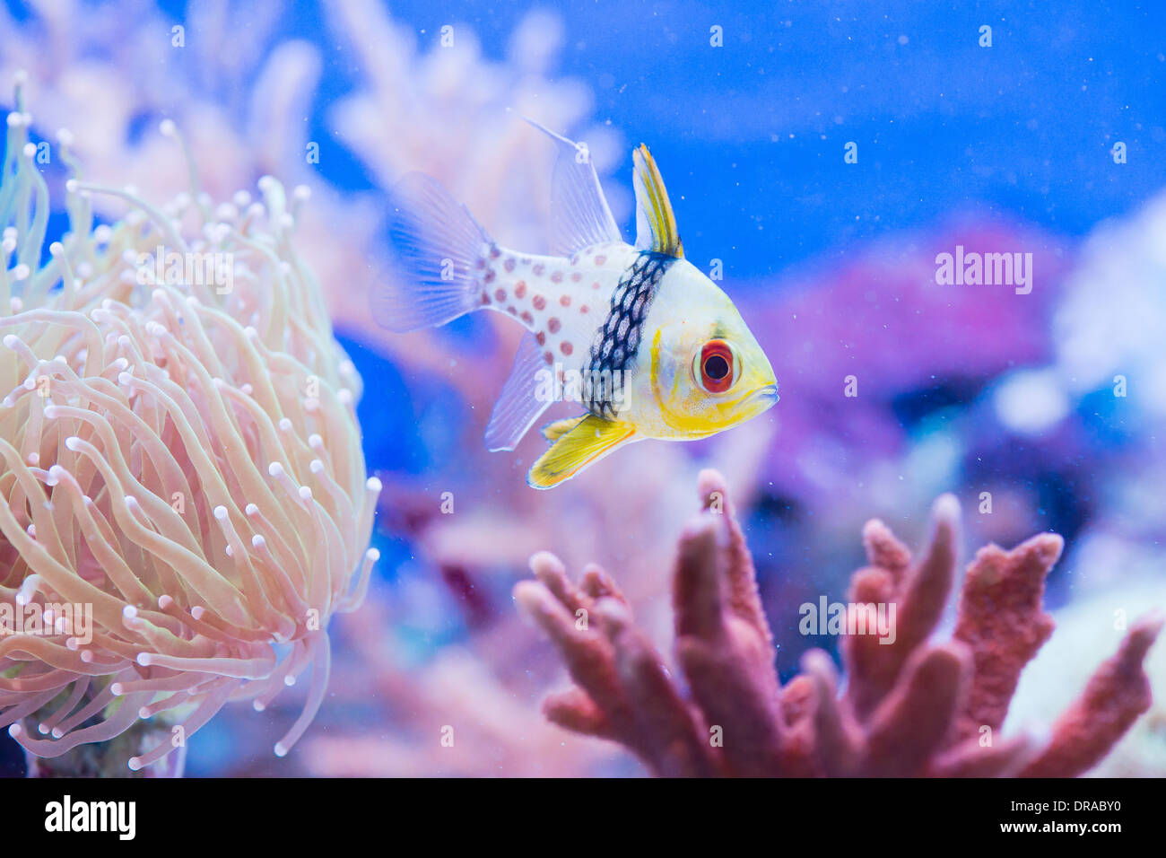 Sphaeramia nematoptera - colorful sea fish Stock Photo