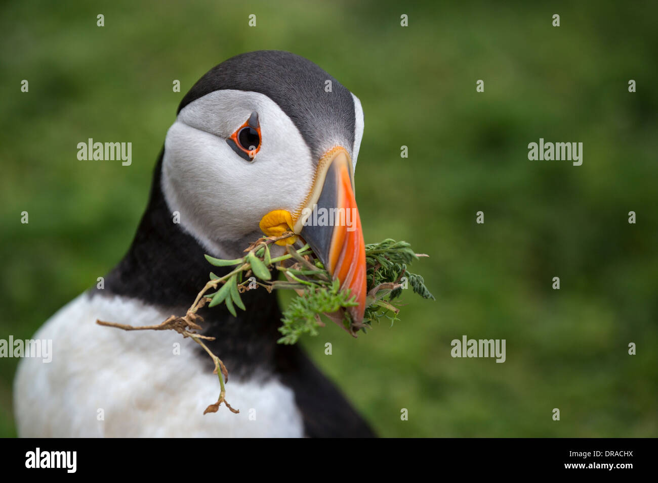 Puffin Nesting High Resolution Stock Photography and Images - Alamy