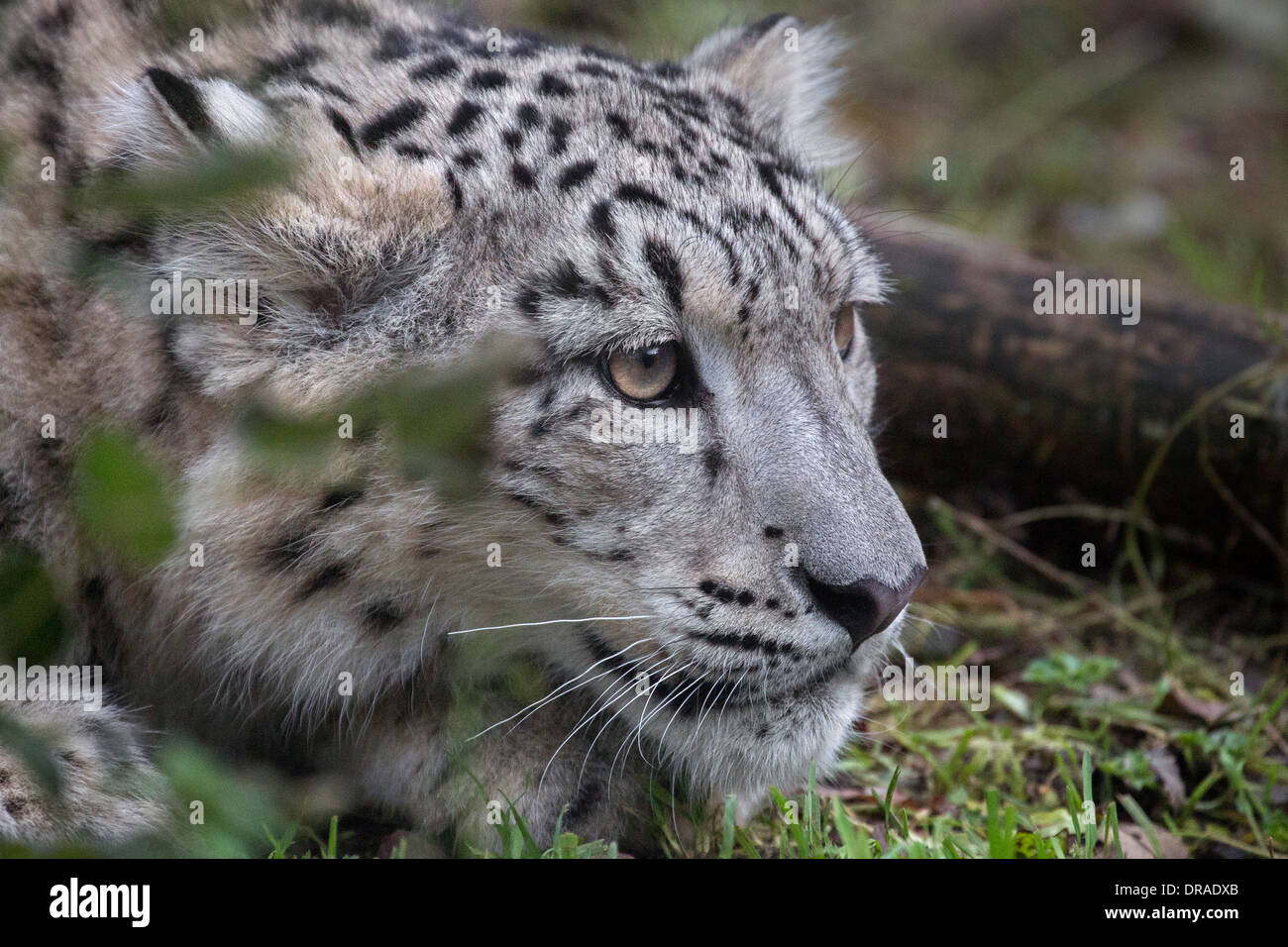 Snow Leopard cub, 7 months old. Stock Photo