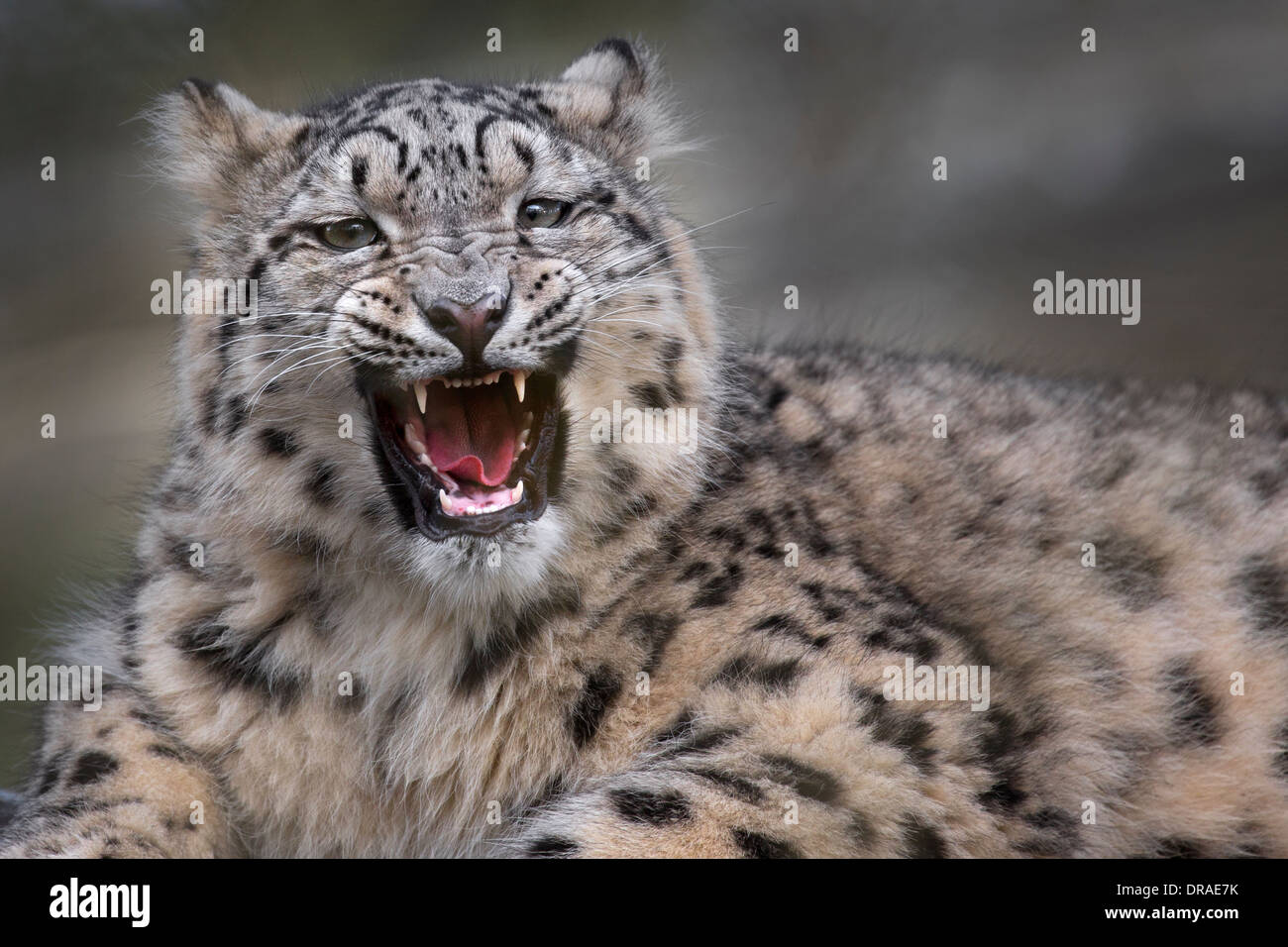 Snow Leopard cub, 8 months old. Stock Photo