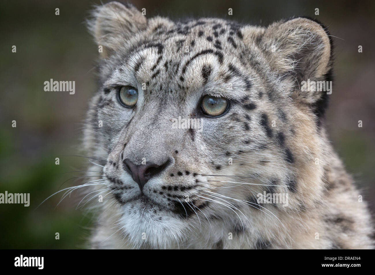 Snow Leopard cub, 8 months old. Stock Photo